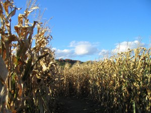 Two-way radios used during farm mazes